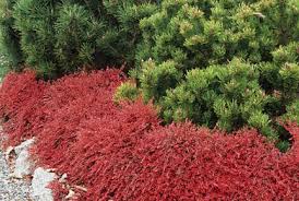 Image result for Cotoneaster