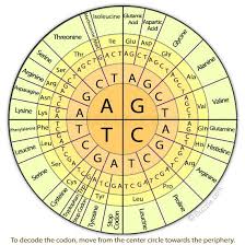 Codon Chart Study Biology Biology Molecular Genetics