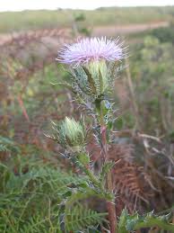 Image result for Cirsium