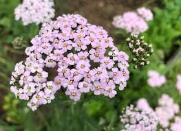 Pin On Medicine In The Garden