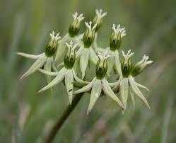 Image result for Phyllanthus parvulus