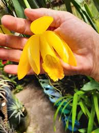 Image result for Monadenium filiforme