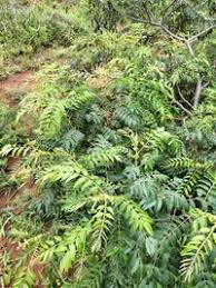 Image result for Senna petersiana