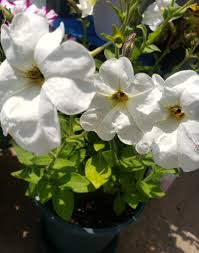 Image result for Petunia axillaris