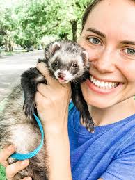 Ferret wants owner to sit during dinner