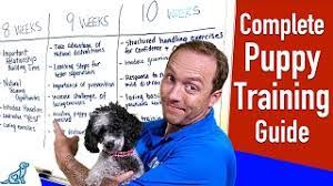 There's no need to search for anything here. Your Complete Puppy Training Schedule By Age Youtube