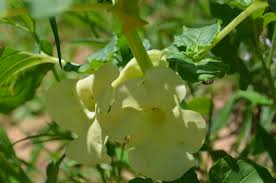 Image result for Crotalaria sphaerocarpa