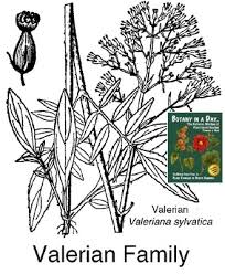 Image result for Valerianaceae