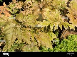 Image result for Selaginella vogelii