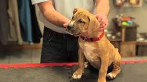 Maybe you would like to learn more about one of these? How To Know What Kind Of Puppy You Have Your New Puppy Youtube
