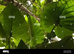 Image result for Montrichardia linifera