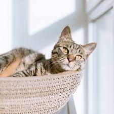 Wurmer Bei Katzen Ursachen Symptome Behandlung Felmo