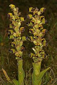 Image result for Corycium