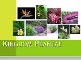 Maybe you would like to learn more about one of these? Pengertian Ciri Dan Klasifikasi Kingdom Plantae Tumbuhan