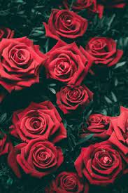 Wir bieten ihnen, hintergrundbilder herunterladen ich liebe dich, 14 februar, rotes herz, valentinstag, rote rosen, romantik, liebe hintergrund, liebe konzepte, liebe grußkarte aus einer reihe von kategorien liebe die für die auflösung des monitors sie kostenlos und ohne anmeldung. Rote Rosen Hintergrund Lade Auf Dein Handy Von Phoneky Herunter