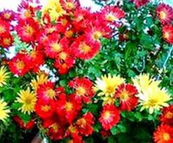 Air Purifying Plant Pot Mum Or Florist S Mum Chrysanthemum Morifolium Potted Mums Air Purifying Plants Air Purifying House Plants
