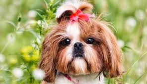 48 very cute shih tzu puppy pictures and photos. Shih Tzu Growth Chart Shih Tzu Puppy Weight Chart