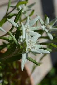 Descărcați imagini uimitoare gratuite despre flori de colț. Floare De Colt Poza Gratuite Public Domain Pictures