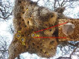 None, though, builds anything like the communal structures of sociable weavers in southern africa's arid plains. Temperatur Datenlogger Uberwachen Siedelwebernester Tinytag
