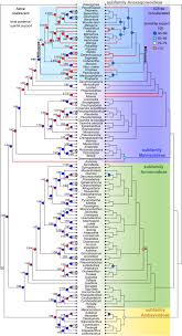 Image result for Dielsiothamnus divaricatus