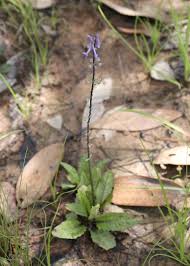 Image result for Platostoma