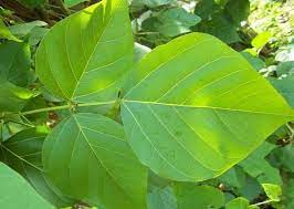16 Khasiat Dan Manfaat Daun Dadap Untuk Kesehatan Khasiatsehat Com Daun Kesehatan Tanaman Obat