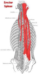 Upload a good quality video. 260 Muscles And Massage Ideas Massage Therapy Massage Massage Techniques