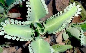 Image result for Bryophyllum