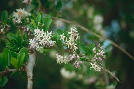 Image result for Ehretia obtusifolia