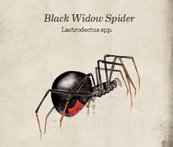 Male widow spiders have been seen seeking mates that have recently eaten, seeking webs with the carcasses of insects they have eaten. Get To Know The Black Widow Spider Western Exterminator