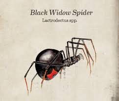 In the case pictured, two days after being bitten the redness and swelling continued past. Get To Know The Black Widow Spider Western Exterminator