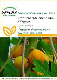 Habe sie im wintergarten bei zimmertemperatur (bodenheizung). Tropischer Melonenbaum Papaya Exotische Samen Von Saflax Samenhaus Samen Samereien