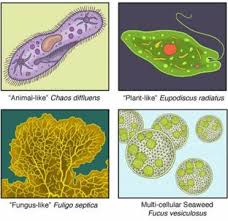 Protista Ciri Ciri Dan Klasifikasi Protista Mirip Tumbuhan Alga Biologi Kelas X Biologine Pak Mycunk