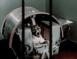 Sputnik 2, or prosteyshiy sputnik 2 was the second spacecraft launched into earth orbit, on 3 november 1957, and the first to carry a living animal, a dog named laika. Pin On Laika