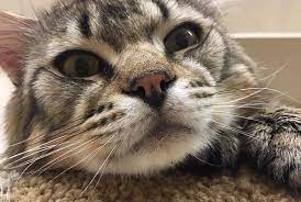 Pets Fiv Highly Misunderstood Maple Ridge News