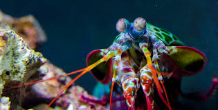 Mantis shrimp punch at 40,000 fps! Appendage Strikes With Amplified Speed Biological Strategy Asknature