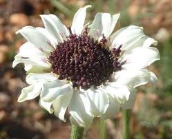 Image result for Callilepis laureola