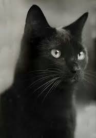 Black And White Cat Pictures To Color Amazing Eye Color On This Beautiful Black Cat God Created All And Therefore All Is Perfect Just As It Is Blackcats Cats White Cats Black Cat