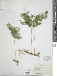 Image result for Selaginella vogelii