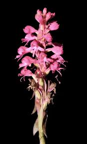 Image result for Satyrium hallackii