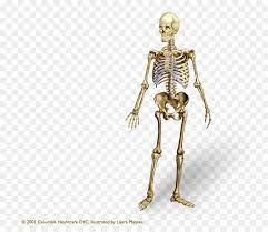 Apakah anda mencari angkat tangan manusia png grafik file? Kerangka Manusia Tubuh Manusia Tulang Gambar Png