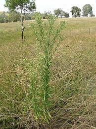 Image result for Erigeron sumatrensis
