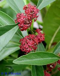 Image result for Crossopetalum