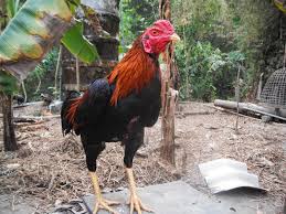 Ayam bangkok yang memiliki bentuk kaki kecil dan jari yang panjang lebih pedas dan menyakitnya jika mengenai tubuh ayam tandingnya.sehingga,ia akan lebih mudah kesakitan dan tak lama kemudian juga bisa di pastikan tumbang. 21 Ciri Ciri Ayam Bangkok Yang Bagus Buat Aduan