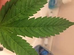 We did not find results for: Predatory Mites Get Rid Of Spider Mites On Cannabis Organically Mold Resistant Strains