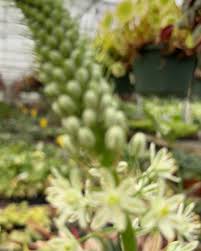 Image result for Voacanga bracteata