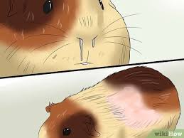 Vitamin c supplements for guinea pigs. 3 Ways To Feed Guinea Pigs Vitamin C Wikihow