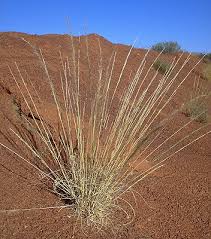 Image result for Aristida diminuta