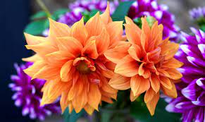 What flowers are popular in june. 21 Flowers To Plant In June 2021 Garden Gear Shop