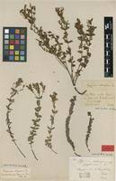 Image result for Hypericum aethiopicum